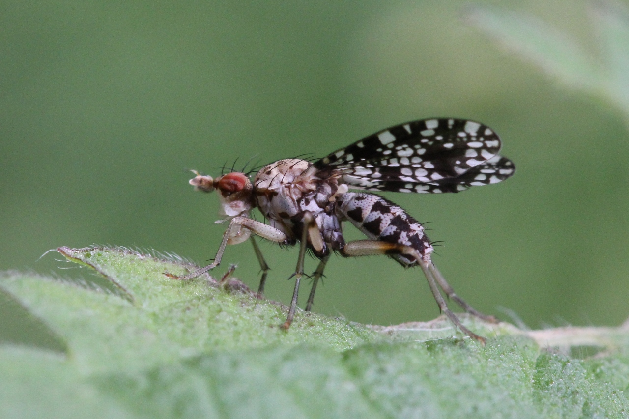 Trypetoptera punctulata (Scopoli, 1763) - Mouche ponctuée