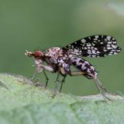 Trypetoptera punctulata (Scopoli, 1763) - Mouche ponctuée