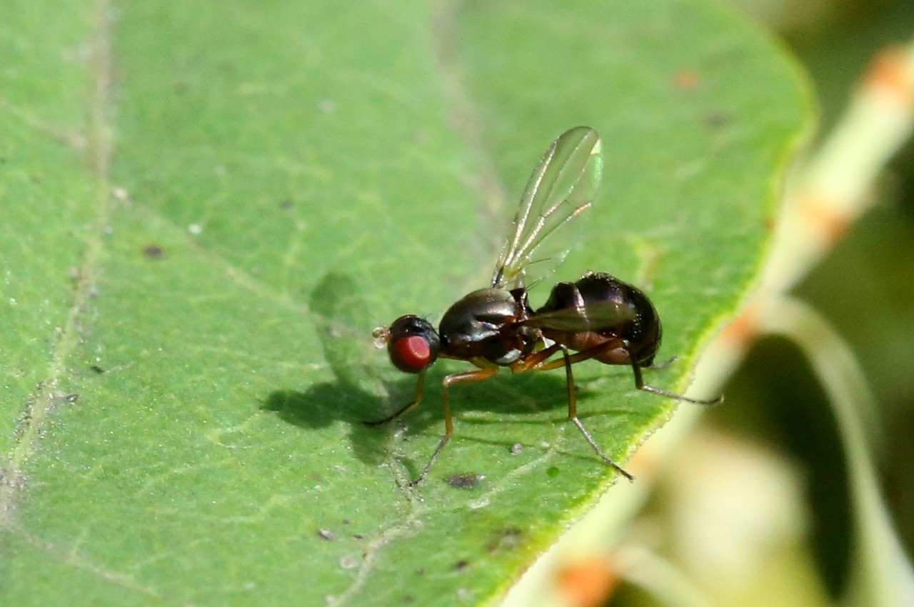 Nemopoda nitidula (Fallén, 1820) (femelle)