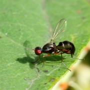 Nemopoda nitidula (Fallén, 1820) (femelle)