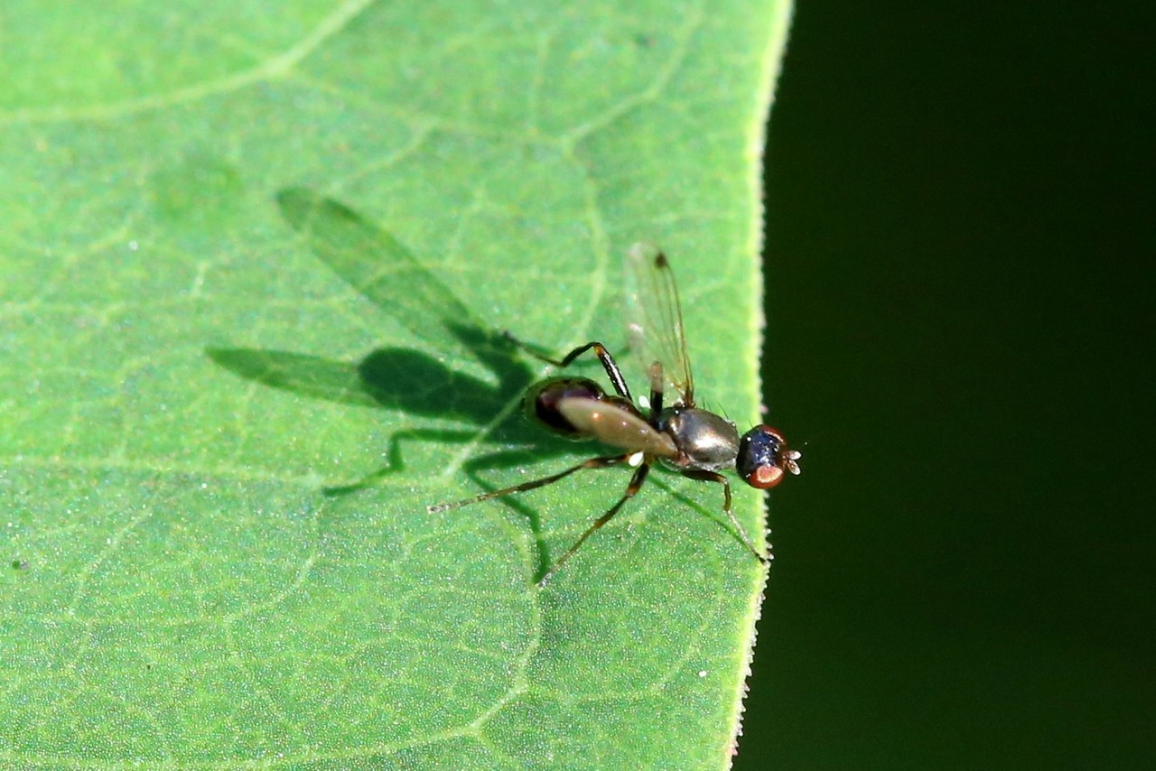 Sepsis punctum (Fabricius, 1794) (mâle)