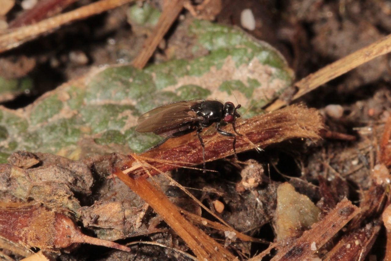 Espèce de la famille des Sphaeroceridae