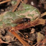 Espèce de la famille des Sphaeroceridae