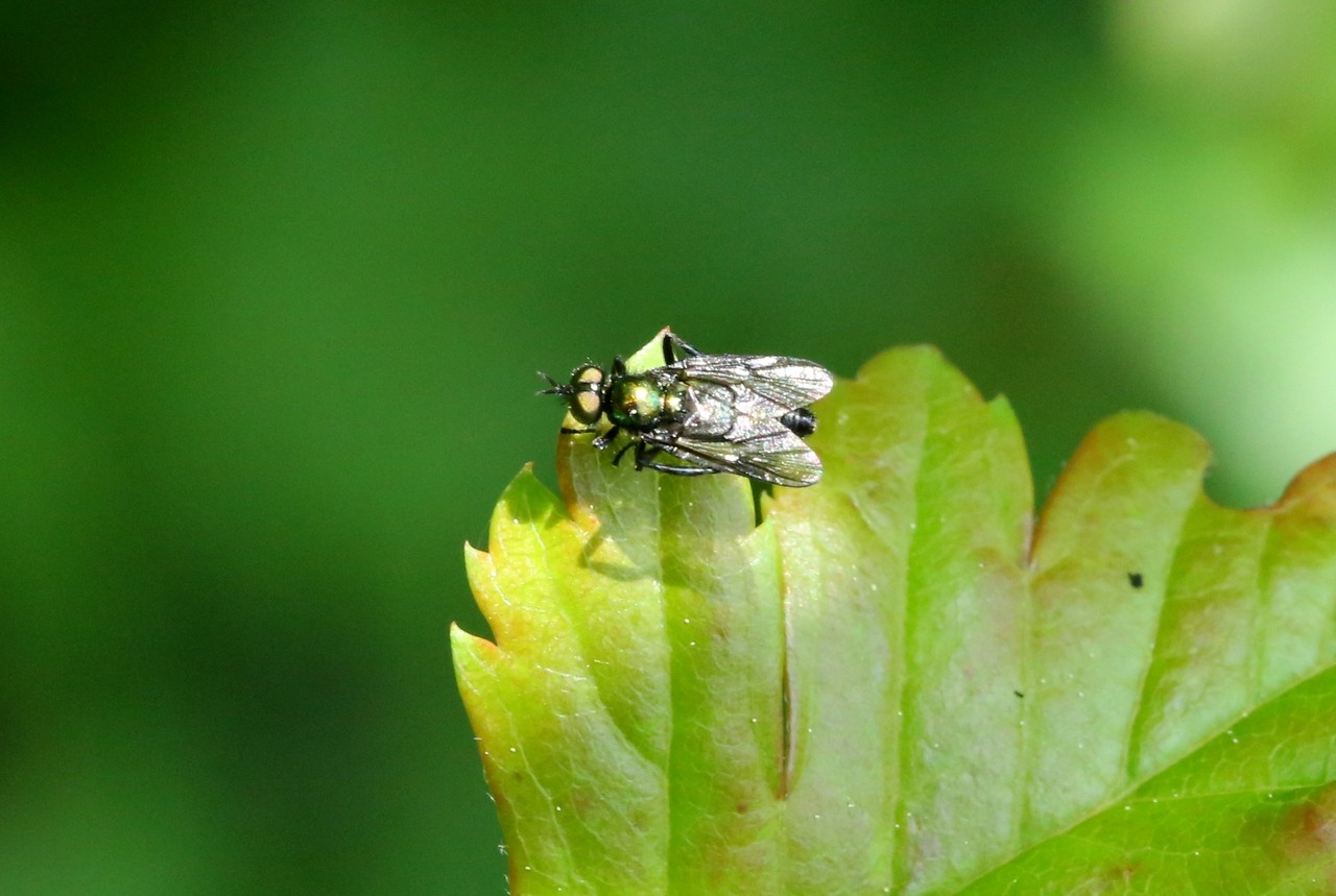 Actina chalybea Meigen, 1804 (mâle)