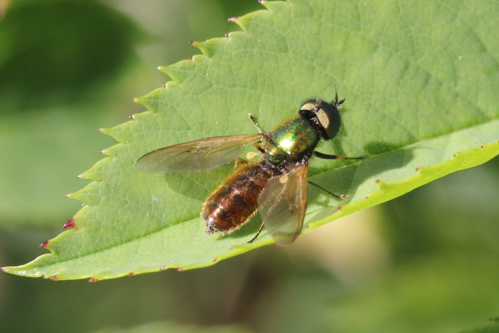 Chloromyia formosa (Scopoli, 1763) - Chloromyie agréable (mâle)