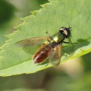 Chloromyia formosa (Scopoli, 1763) - Chloromyie agréable (mâle)