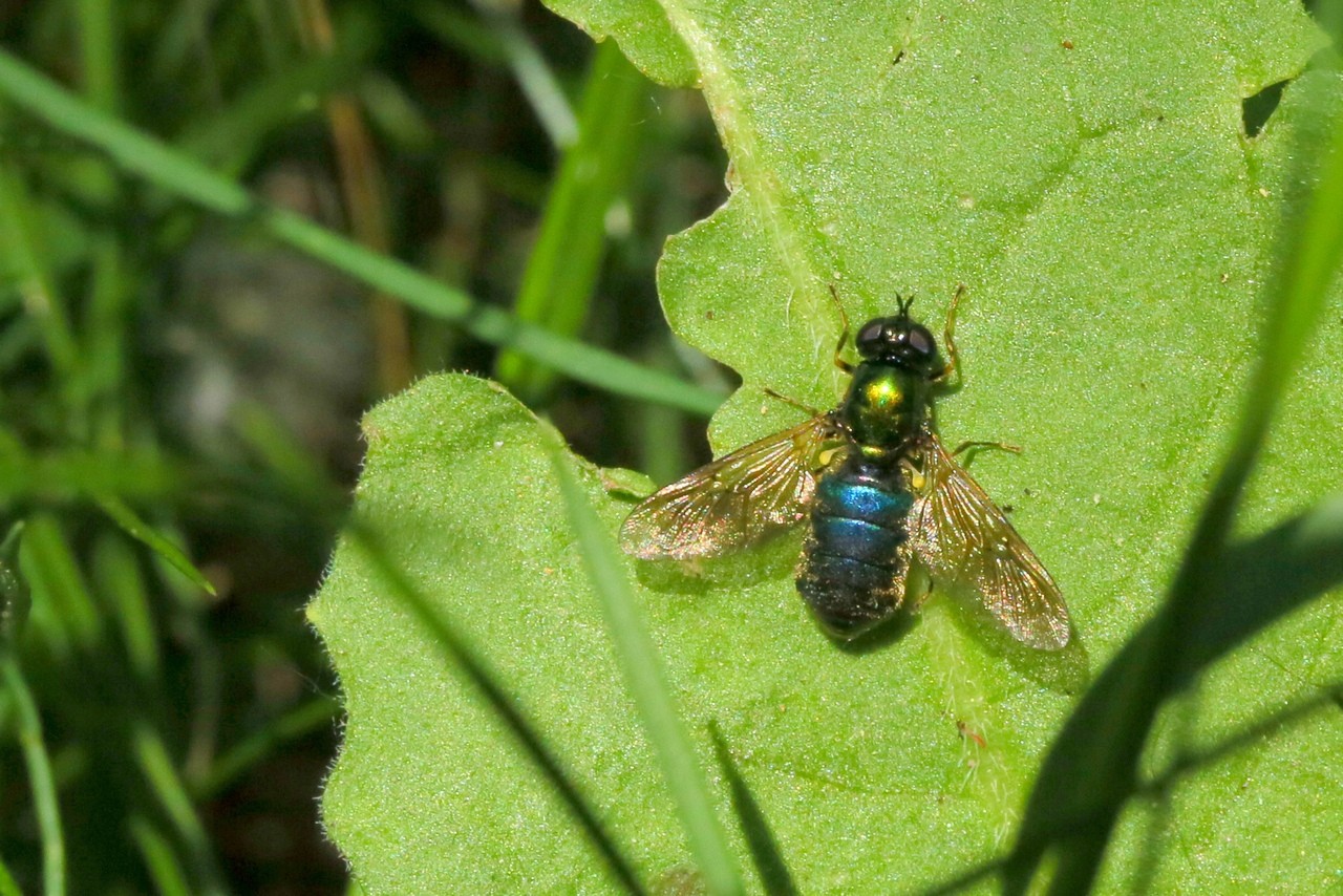 Chloromyia formosa (Scopoli, 1763) - Chloromyie agréable (femelle)