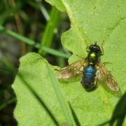 Chloromyia formosa (Scopoli, 1763) - Chloromyie agréable (femelle)