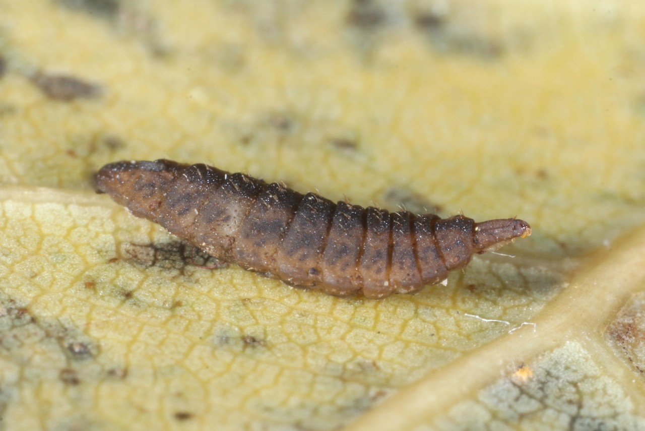 Chorisops sp (larve terrestre)