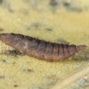 Chorisops sp (larve terrestre)