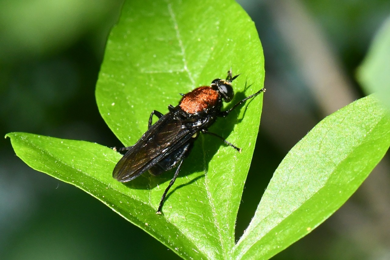 Clitellaria ephippium (Fabricius, 1775) (femelle)