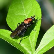 Clitellaria ephippium (Fabricius, 1775) (femelle)