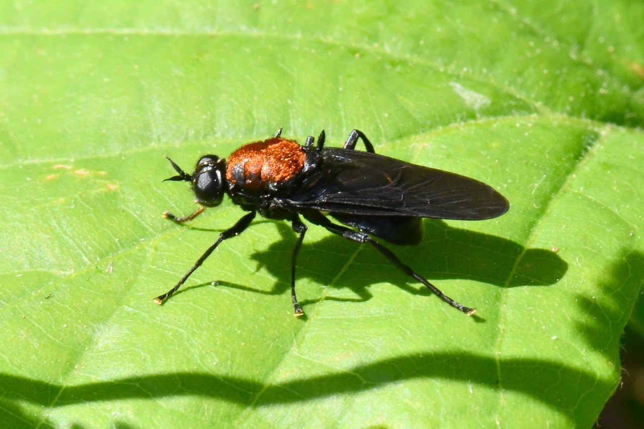 Clitellaria ephippium (Fabricius, 1775) (femelle)