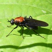 Clitellaria ephippium (Fabricius, 1775) (femelle)