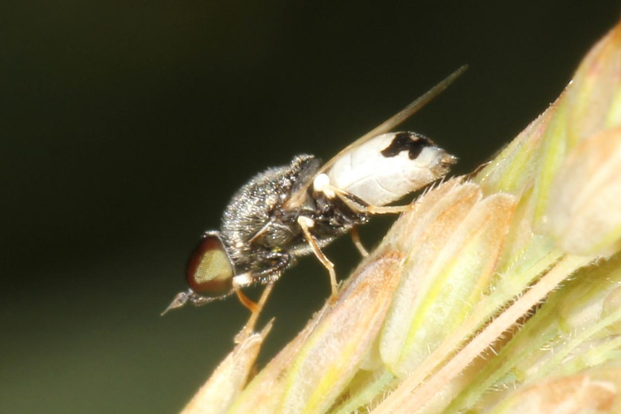 Nemotelus pantherinus (Linnaeus, 1758) (mâle)