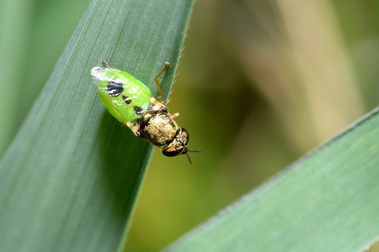 Oplodontha viridula (Fabricius, 1775) (femelle)