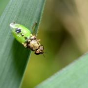 Oplodontha viridula (Fabricius, 1775) (femelle)