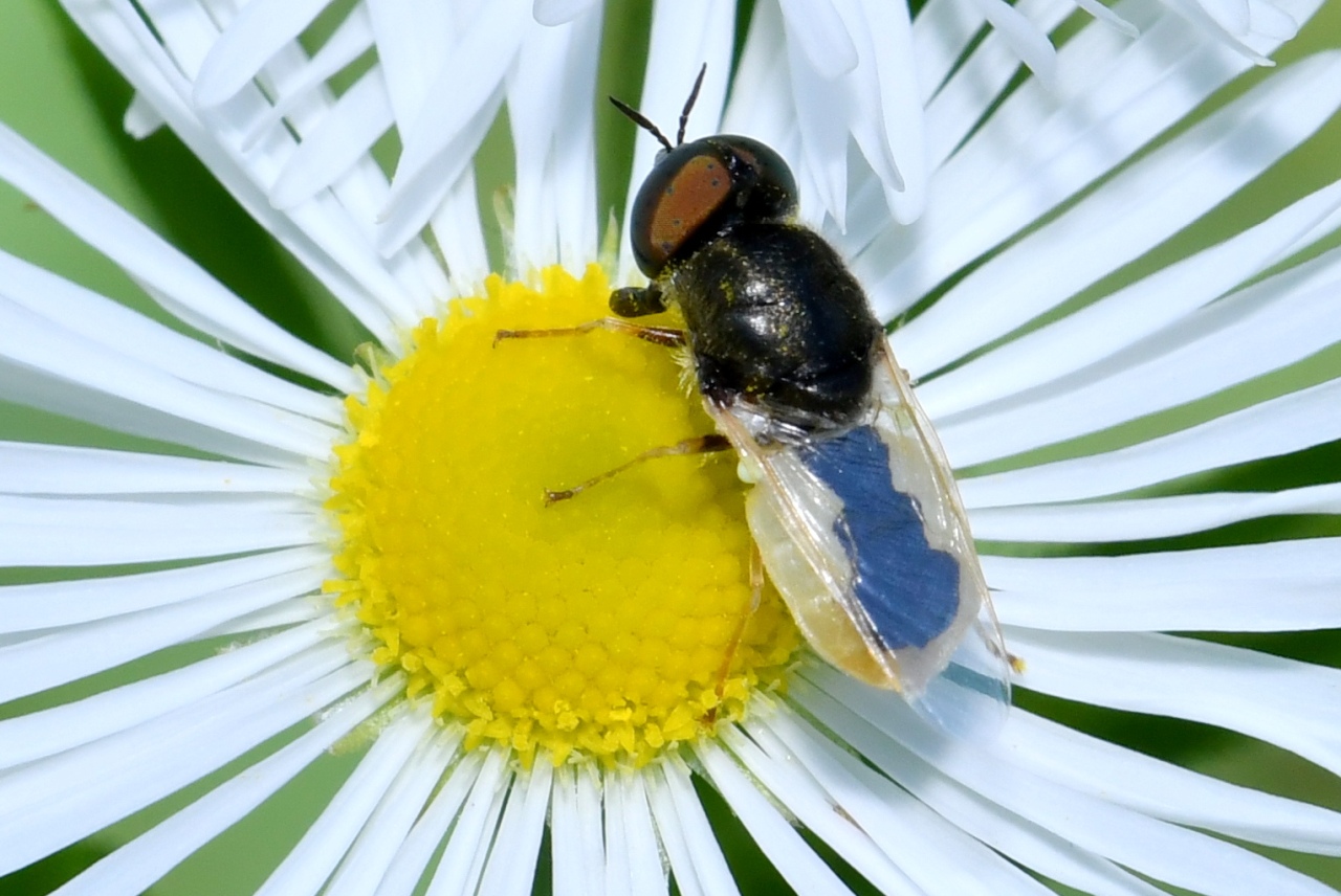 Oplodontha viridula (Fabricius, 1775) (mâle)