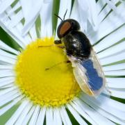 Oplodontha viridula (Fabricius, 1775) (mâle)