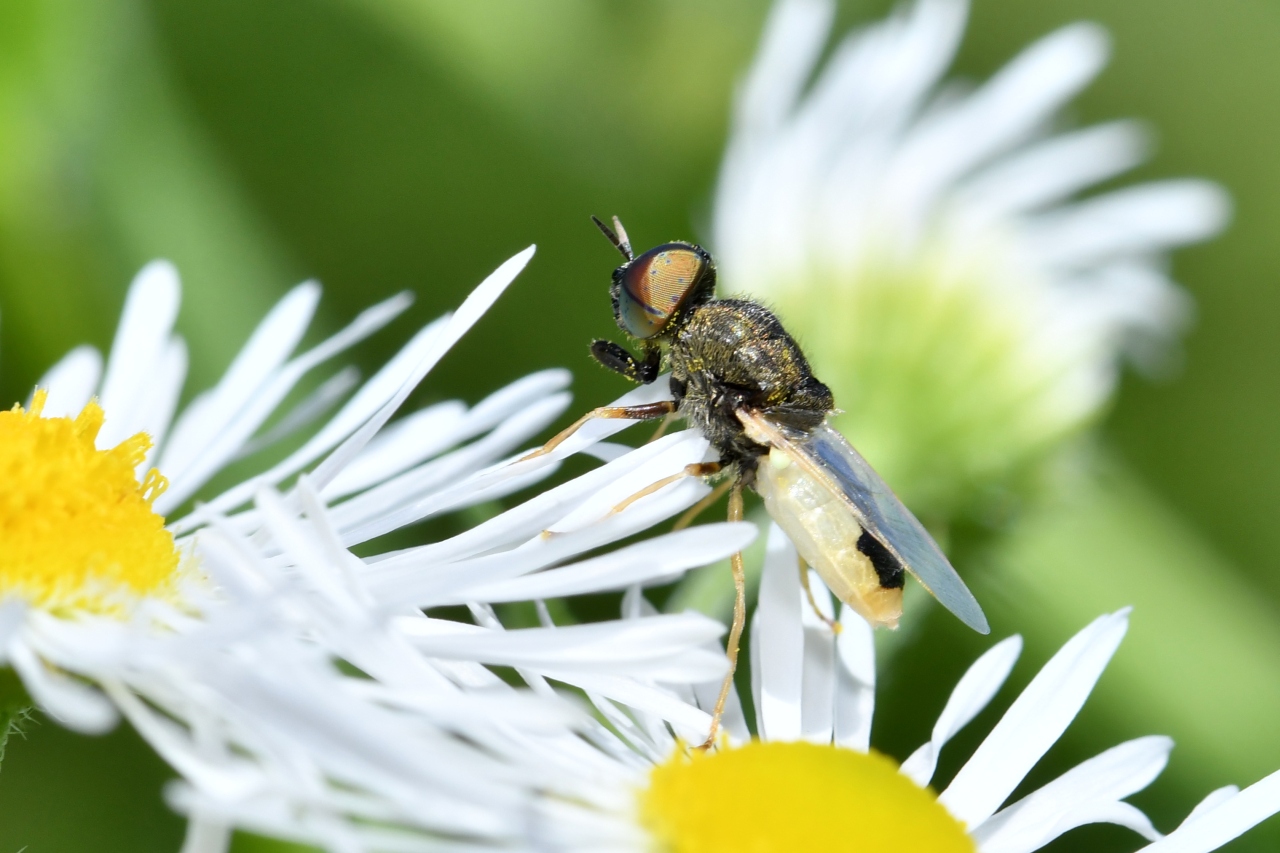 Oplodontha viridula (Fabricius, 1775) (mâle)