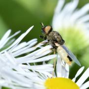 Oplodontha viridula (Fabricius, 1775) (mâle)