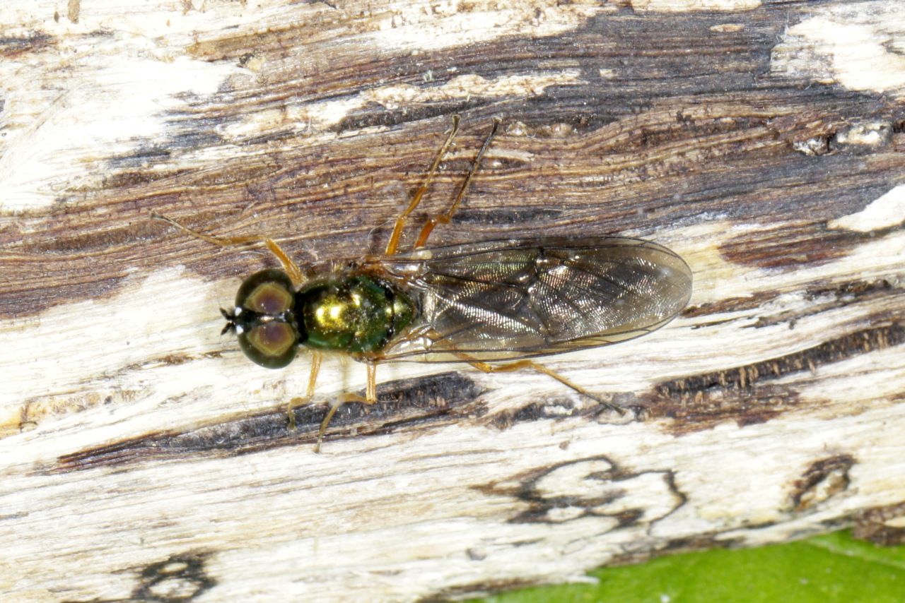 Sargus bipunctatus (Scopoli, 1763) (mâle)