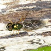 Sargus bipunctatus (Scopoli, 1763) (mâle)