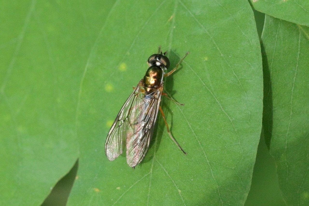 Sargus bipunctatus (Scopoli, 1763) (femelle)