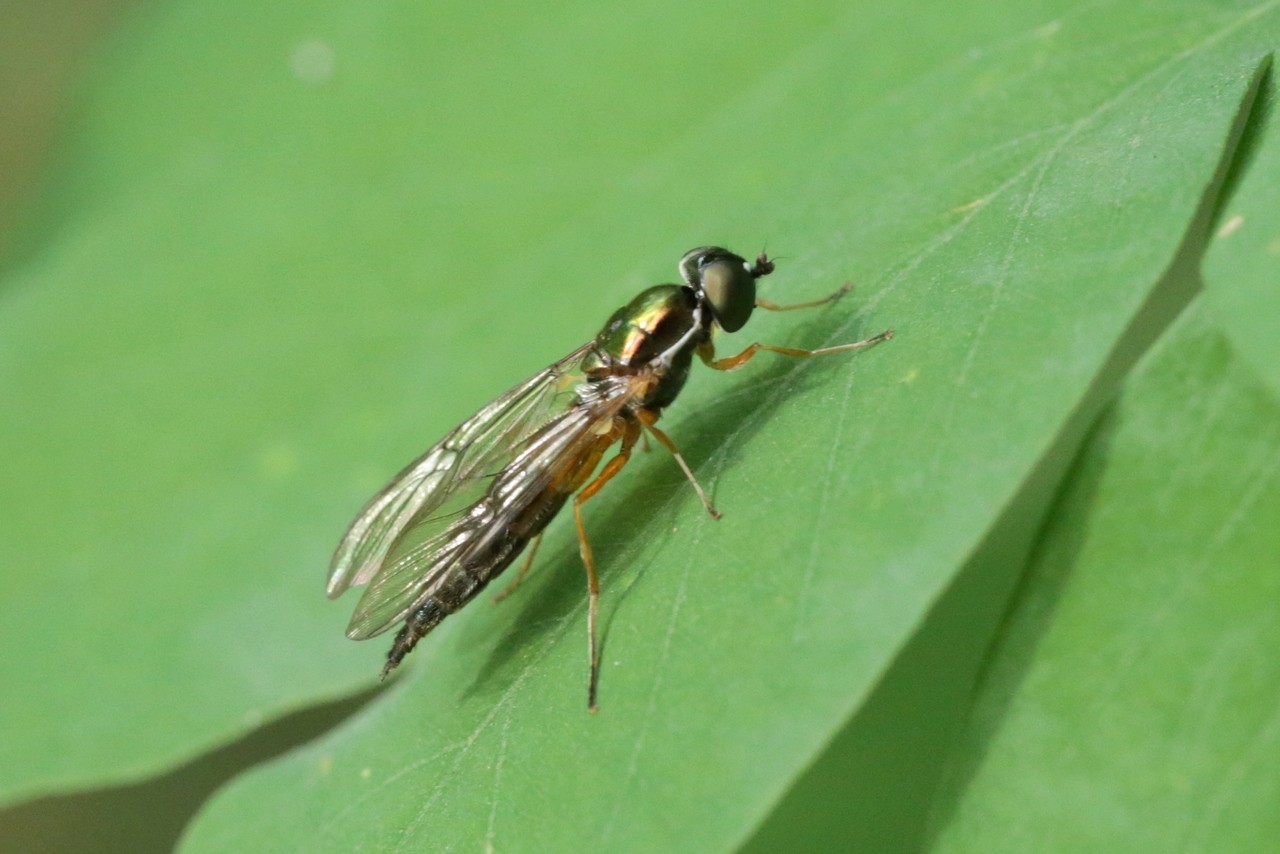 Sargus bipunctatus (Scopoli, 1763) (femelle)