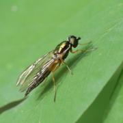 Sargus bipunctatus (Scopoli, 1763) (femelle)