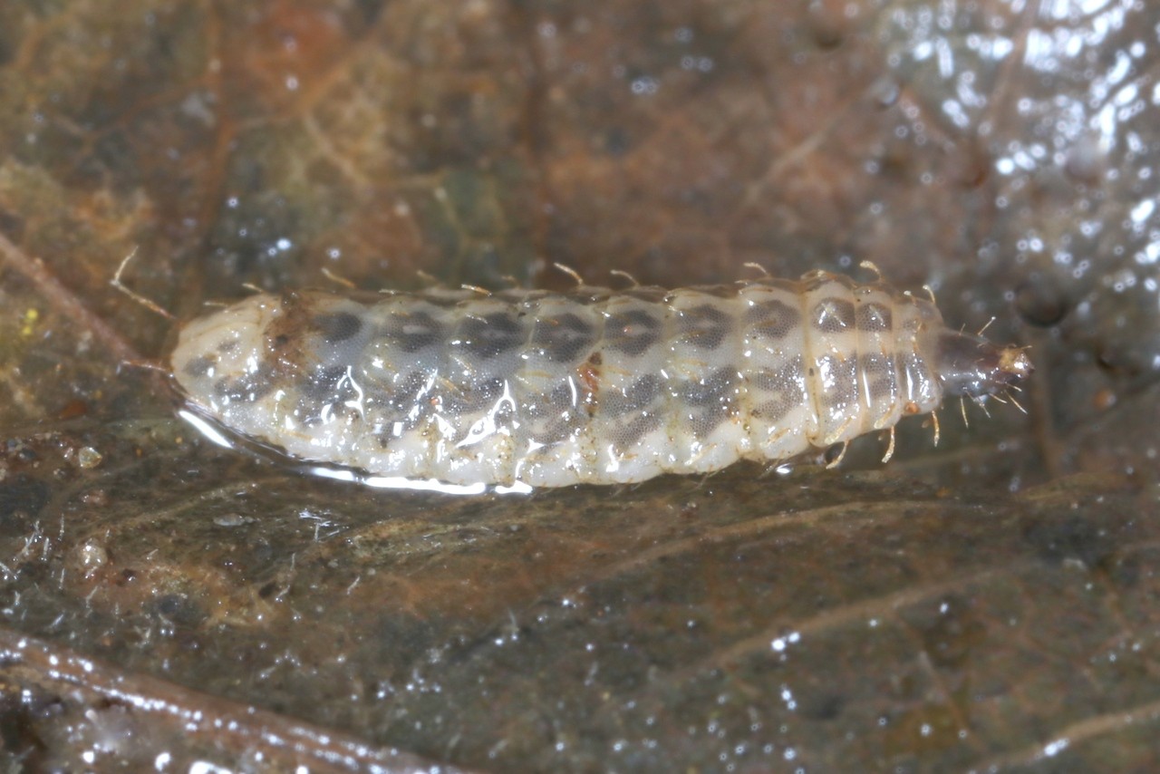 Sargus bipunctatus (Scopoli, 1763) (larve terrestre)