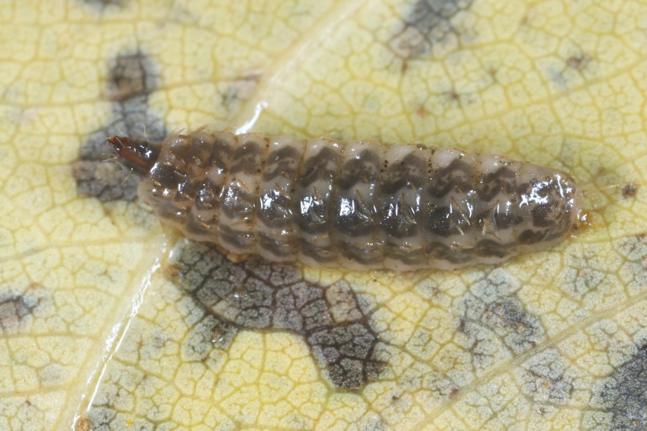 Sargus bipunctatus (Scopoli, 1763) (larve terrestre) 