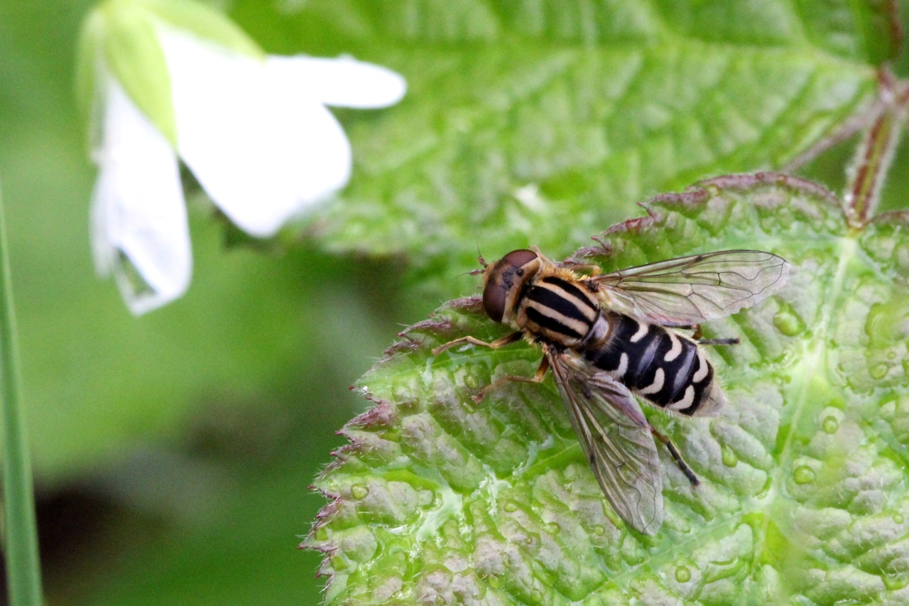 Anasimyia interpuncta (Harris, 1778) (femelle)