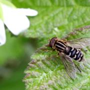 Anasimyia interpuncta (Harris, 1778) (femelle)