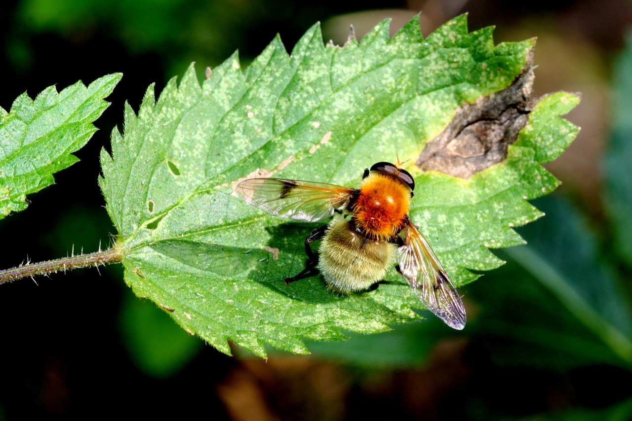 Sericomyia superbiens (Müller, 1776) - Soyeuse chuchotante (mâle)