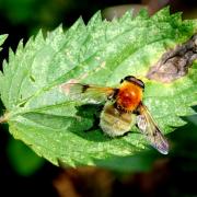 Sericomyia superbiens (Müller, 1776) - Soyeuse chuchotante (mâle)