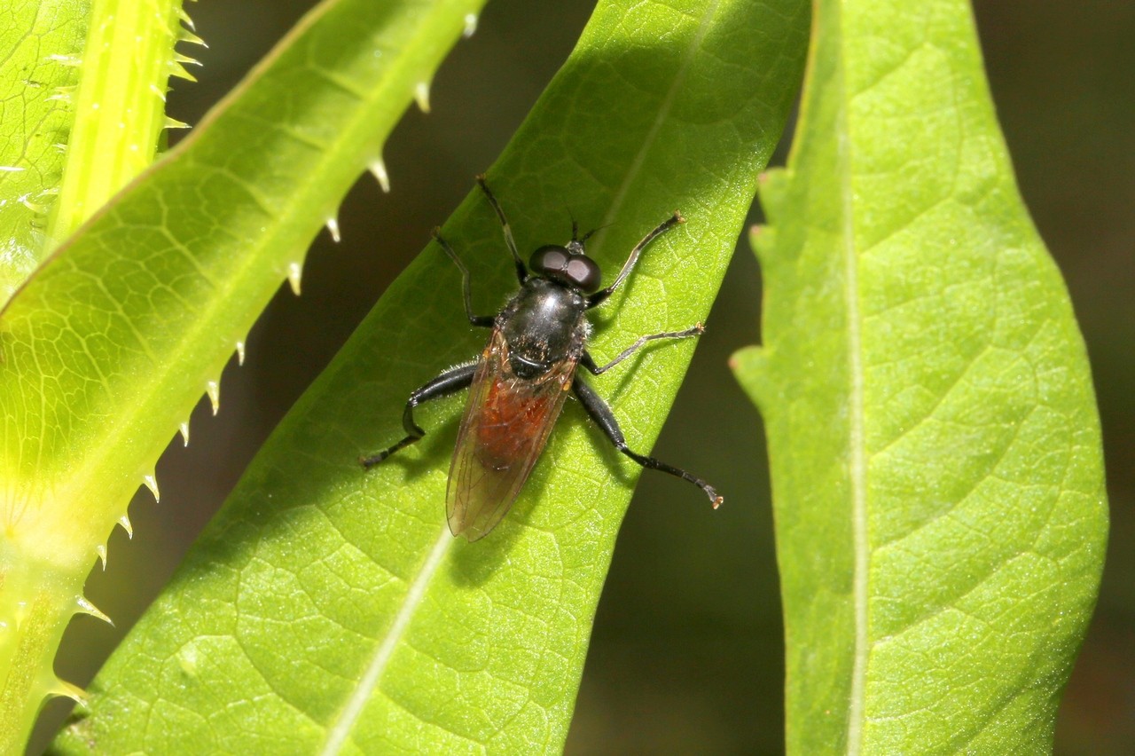 Brachypalpoides lentus (Meigen, 1822) (mâle)