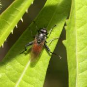 Brachypalpoides lentus (Meigen, 1822) (mâle)