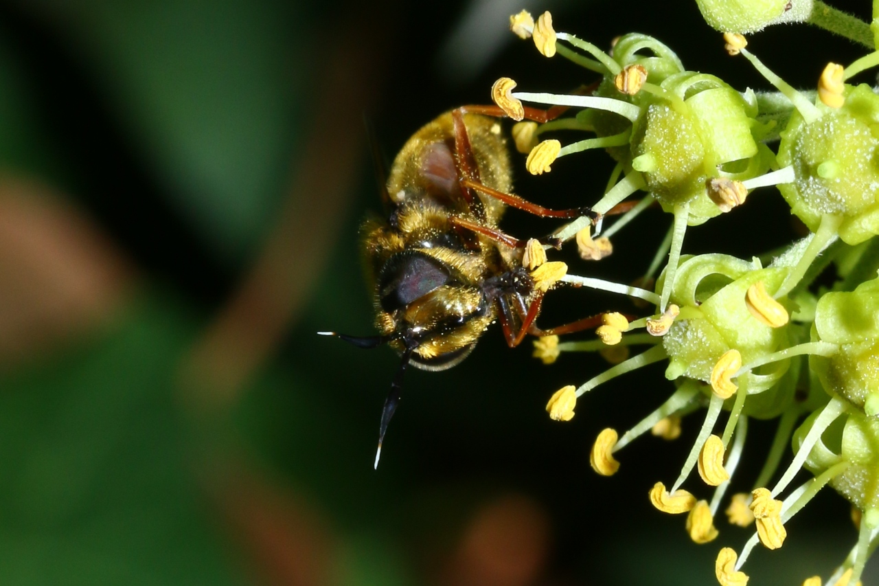 Callicera spinolae Rondani, 1844