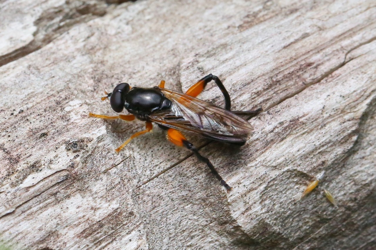 Chalcosyrphus femoratus (Linnaeus, 1758) 