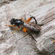 Chalcosyrphus femoratus (Linnaeus, 1758) 