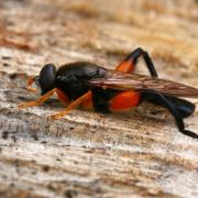 Chalcosyrphus femoratus (Linnaeus, 1758) (mâle)