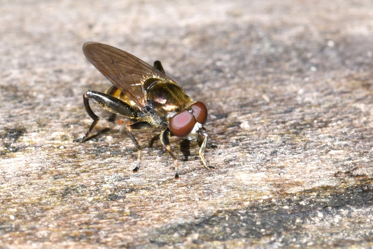 Chalcosyrphus nemorum (Fabricius, 1805) (mâle)