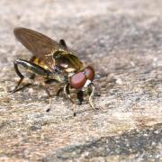 Chalcosyrphus nemorum (Fabricius, 1805) (mâle)