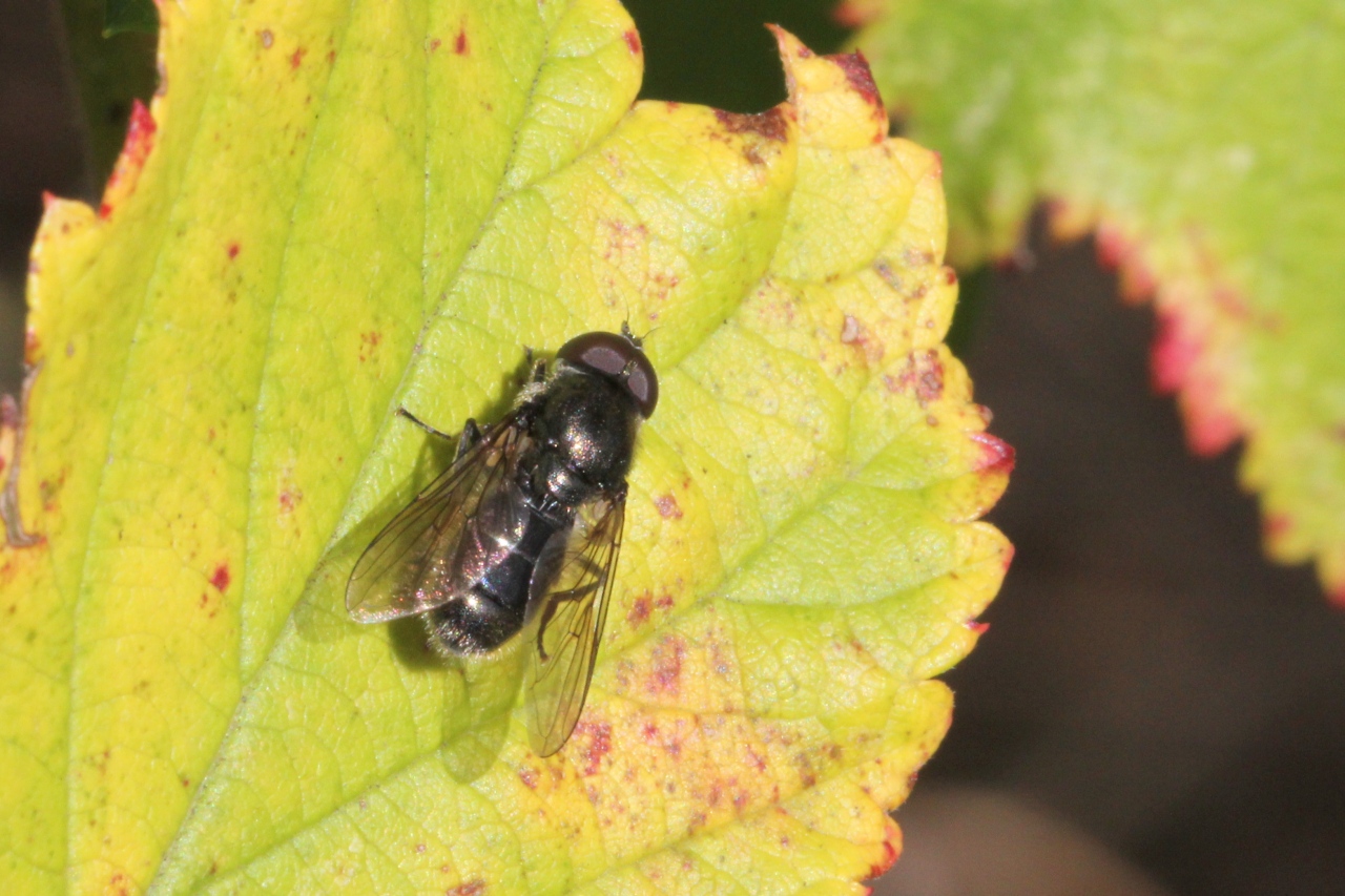 Cheilosia variabilis (Panzer, 1798) (mâle)