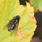 Cheilosia variabilis (Panzer, 1798) (mâle)