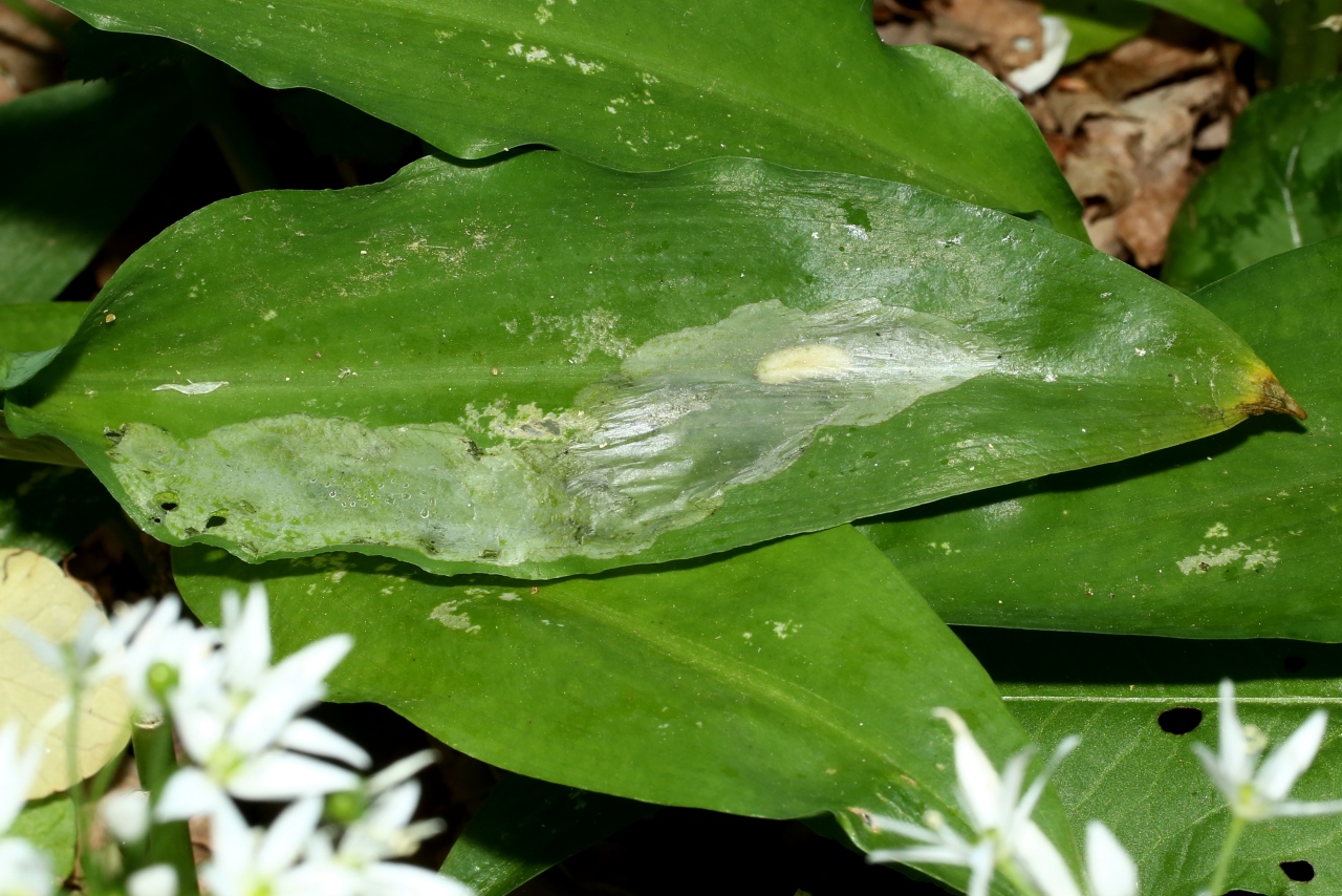 Cheilosia fasciata Schiner & Egger, 1853 (larve)