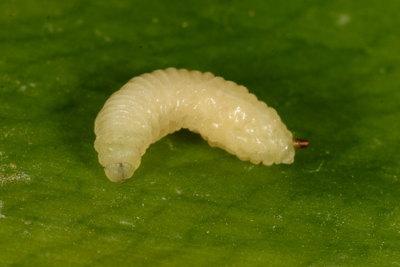 Cheilosia fasciata Schiner & Egger, 1853 (larve)