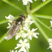 Cheilosia variabilis (Panzer, 1798) (femelle)