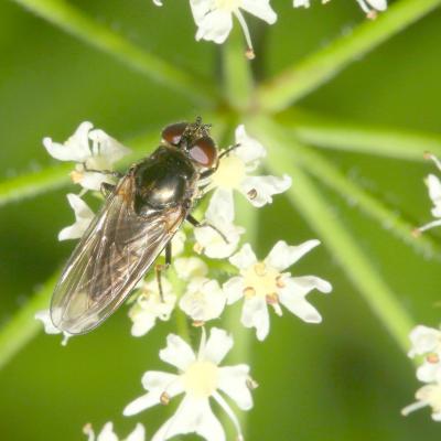 Cheilosia variabilis (Panzer, 1798) (femelle)